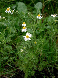Anthemis cotula